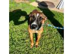 Adopt Pinta a Mixed Breed