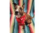 Axel, American Pit Bull Terrier For Adoption In Lafayette, Indiana