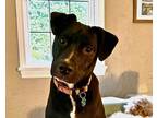 Adopt Jackson Gentle Soul New Caney a Black American Pit Bull Terrier dog in