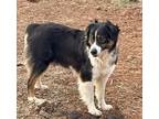 Adopt Sugar a Black - with White Australian Shepherd / Mixed dog in Oklahoma