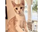 Adopt Champ a Orange or Red Domestic Shorthair / Mixed cat in Lantana