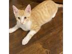 Adopt Chad a Orange or Red Domestic Shorthair / Mixed cat in Lantana