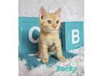 Adopt Pocky a Domestic Shorthair / Mixed (short coat) cat in San Jacinto