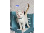 Adopt Pita a Siamese / Mixed (short coat) cat in San Jacinto, CA (38715759)