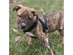 Adopt Ellie Mae a Brindle Mixed Breed (Medium) / Mixed dog in Raleigh