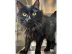 Demeter, Domestic Longhair For Adoption In Vancouver, Washington