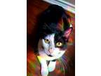 Adopt Tiki a Black & White or Tuxedo Domestic Shorthair / Mixed (short coat) cat