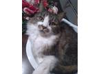 Adopt Princess a Tan or Fawn Norwegian Forest Cat / Mixed (long coat) cat in