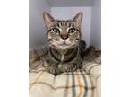 Adopt Wren a Domestic Short Hair