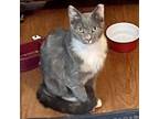 Adopt Callista a Calico or Dilute Calico Calico cat in Knoxville, TN (38877282)