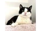 Folklore, Domestic Shorthair For Adoption In Woodinville, Washington