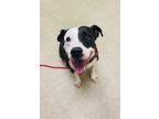 Adopt Axel a Black Mixed Breed (Large) / Mixed dog in Hamilton, OH (38905566)