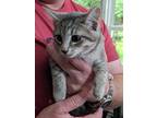 Adopt Grayson a Gray, Blue or Silver Tabby Tabby / Mixed (short coat) cat in