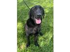 Adopt Caramel Ember a Labrador Retriever, Mixed Breed