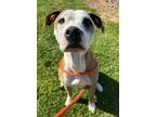 Adopt Hexagon a Pit Bull Terrier, Mixed Breed