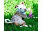Adopt Coco a White - with Brown or Chocolate Catahoula Leopard Dog / Mixed dog
