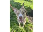 Adopt Aunt Pearls a Mountain Cur, American Staffordshire Terrier