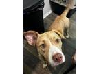 Adopt Aunt Pearls a Mountain Cur, American Staffordshire Terrier