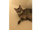 Adopt Zoe a Calico or Dilute Calico Domestic Shorthair / Mixed (short coat) cat