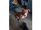 Missy, American Pit Bull Terrier For Adoption In Bellevue, Washington