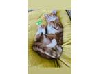 Adopt Rae and Tabs a Orange or Red Tabby Domestic Mediumhair / Mixed (medium