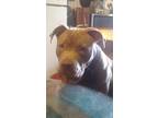 Adopt Diablo a Red/Golden/Orange/Chestnut American Pit Bull Terrier / Mixed dog