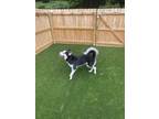 Adopt Yasuke a Black - with White Husky / Mixed dog in Union City, GA (38667272)