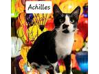 Achilles #karate-guy, Domestic Shorthair For Adoption In Houston, Texas