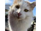 Adopt Catherine a Calico or Dilute Calico American Wirehair / Mixed (long coat)