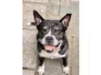 Adopt Gus a Black - with White Terrier (Unknown Type, Medium) / American Pit