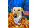 Adopt Niko a Tan/Yellow/Fawn Labrador Retriever / German Shepherd Dog dog in