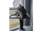 Adopt Sally a Brown Tabby Domestic Mediumhair / Mixed (medium coat) cat in