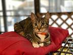 Mona, Domestic Shorthair For Adoption In Deltona, Florida