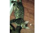 Adopt cutie pie a Tiger Striped Domestic Shorthair / Mixed (short coat) cat in