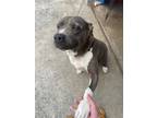 Adopt Shelby a Gray/Blue/Silver/Salt & Pepper American Pit Bull Terrier /