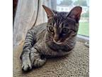 Adopt Libby a Brown Tabby Tabby / Mixed (short coat) cat in Nashville