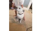 Adopt Vada a White - with Gray or Silver American Pit Bull Terrier / Mixed dog