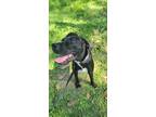 Adopt Sandor a Black - with White Great Dane / Mixed Breed (Large) / Mixed dog