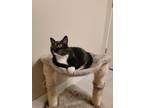 Adopt Oreo a Black & White or Tuxedo Ragdoll / Mixed (medium coat) cat in