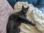 Adopt Sammy a Gray or Blue American Shorthair / Mixed (short coat) cat in