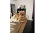 Adopt Tigger a Orange or Red Tabby Tabby / Mixed (short coat) cat in Manor