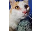 Chauncey, Domestic Shorthair For Adoption In Greensburg, Pennsylvania