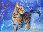 Amanda, Domestic Shorthair For Adoption In Greensburg, Pennsylvania