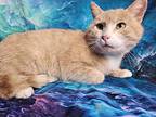 Chex, Domestic Shorthair For Adoption In Greensburg, Pennsylvania