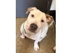 Lucky Xvi 32, American Pit Bull Terrier For Adoption In Cleveland, Ohio