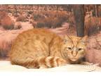 Adopt Teje a Orange or Red Domestic Shorthair / Domestic Shorthair / Mixed cat