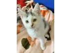 Adopt Lima Bean a Gray or Blue Domestic Shorthair / Mixed cat in Olivet