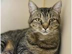 Adopt Maxie a Gray or Blue Domestic Shorthair / Domestic Shorthair / Mixed cat