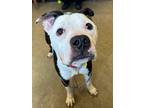 Ronan V 9, American Pit Bull Terrier For Adoption In Cleveland, Ohio