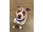 Maroon 92, American Pit Bull Terrier For Adoption In Cleveland, Ohio